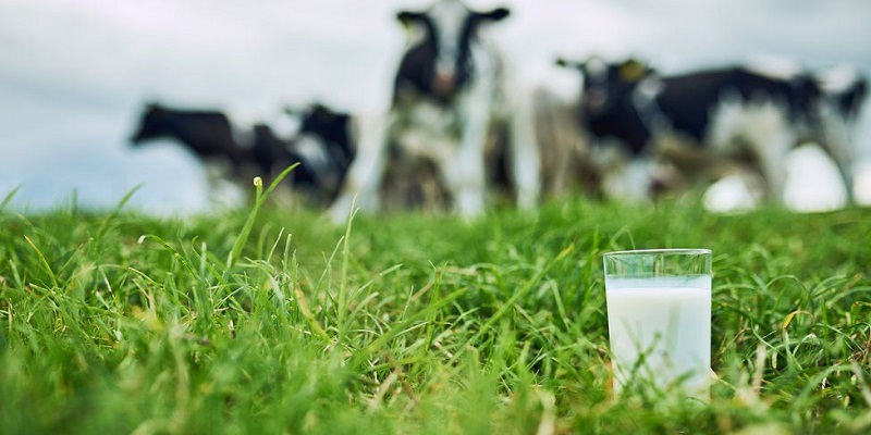 cow milk glass